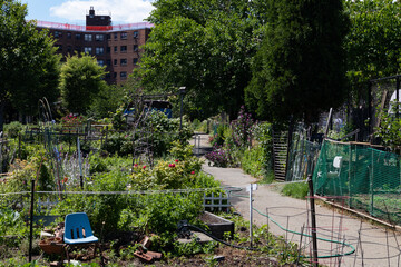 Green Plants and Flowers in a Community Garden in Astoria Queens New York during Summer