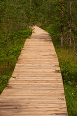 wooden decking in the middle of a pine forest
