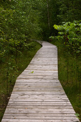 wooden decking in the middle of a pine forest