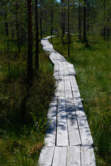 wooden decking in the middle of a pine forest