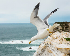 seagull starting the fligth from the cliff