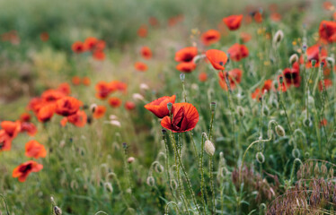 Red poppy flowers in meadow.