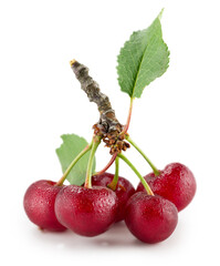 cherries with leaves and water drops isolated on a white backgroud