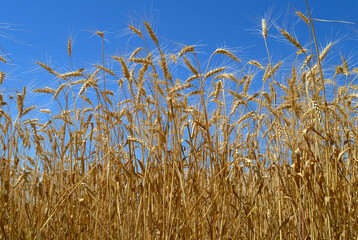 Ripe wheat. Blue sky. July