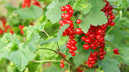 red currant berries