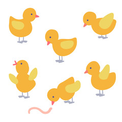 set of five chickens on the white background