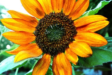 Playing with macro in sunflower garden