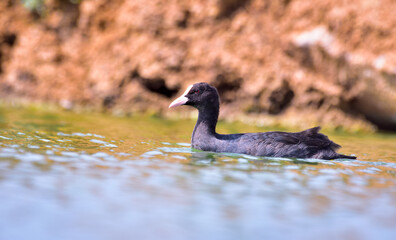 Eurasian coot on small pond