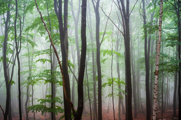 Forest after rainfall
