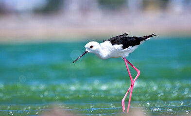 Black-winged Stilt in search of food on lake bed