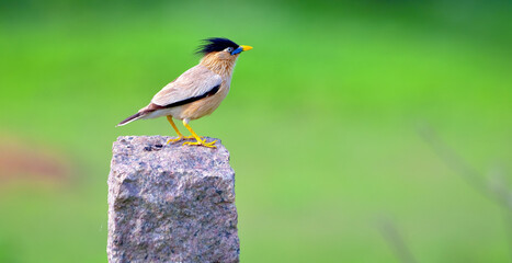 Brahminy starling standing on a rock pole