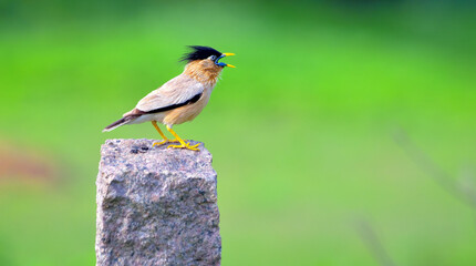 Brahminy starling calling for mate