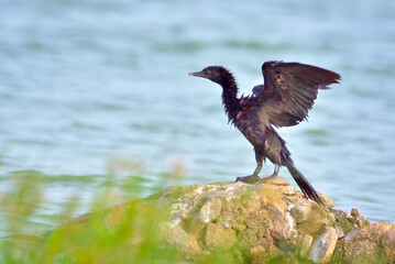 Great cormorant opening wings