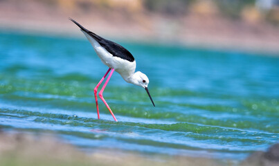 Black-winged Stilt in search of food