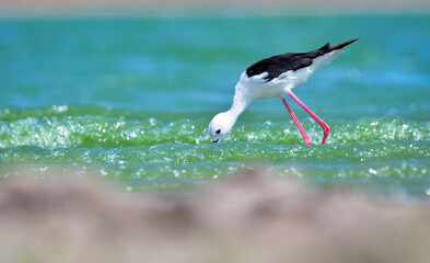 Black-winged Stilt feeding in a lake
