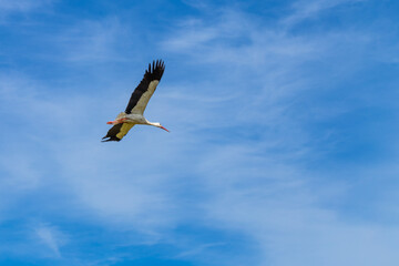 White Stork flying over the blue sky