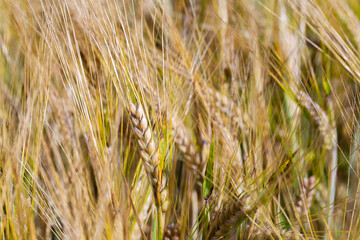 Golden grains on the fields