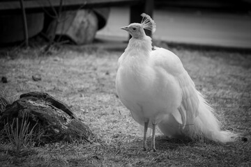 black and white peacock