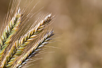 Fototapeta premium Close up of the wheat ear