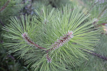Naklejka na ściany i meble Pine branch, pine aroma. Background.
