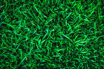 The texture of green grass for the background