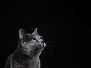 portrait of an adorable gray cat with yellow eyes looking outside cut out in a black studio