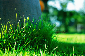 Close-up grass photos There is a beautiful blur background. And mild sunlight