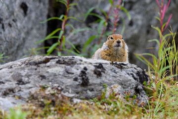 Naklejka na ściany i meble Wild ground squirrel looking over a rock - Hatcher Pass, Alaska