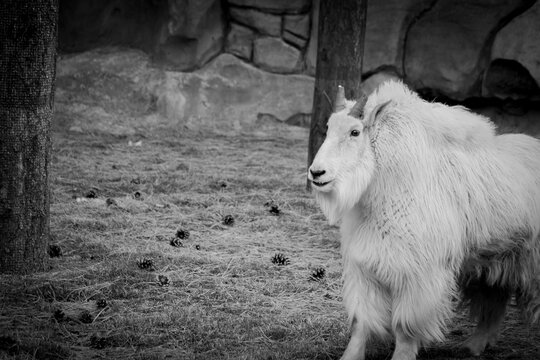 Rocky Mountain Goat 