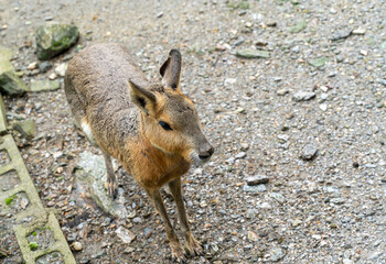 マーラ【げっ歯目テンジクネズミ科】