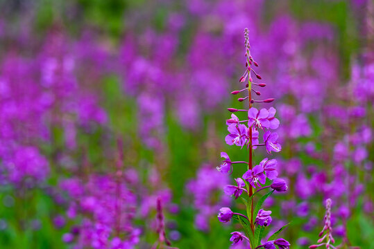 Field of blooming fireweed in Alaska with single plant highlighted in focus