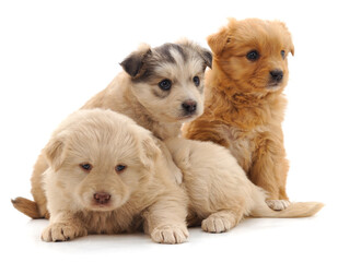 Fototapeta na wymiar Three beautiful puppies.