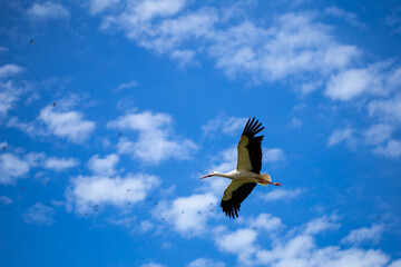 White Stork flying over the blue sky