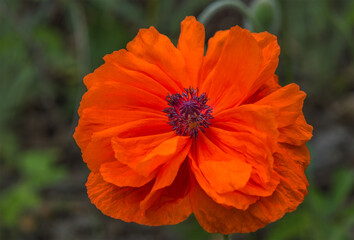 red poppy flower