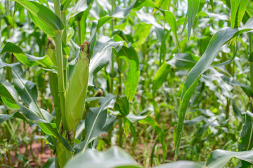 Green corn, beautiful and large on the farm.