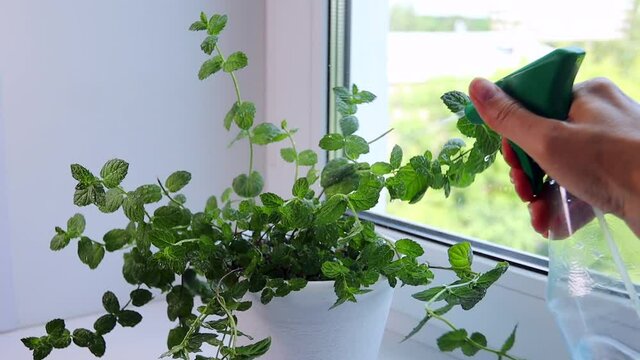 Green mint plants are sprayed with water from a spray 