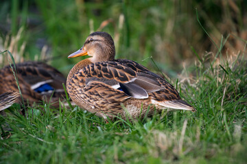 Wild duck sitting near the water in the summer. Duck  close up photography in the natural inviroment.