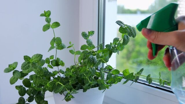 Green mint plants are sprayed with water from a spray 