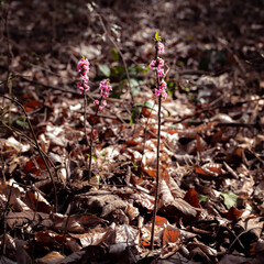 Forest Flower