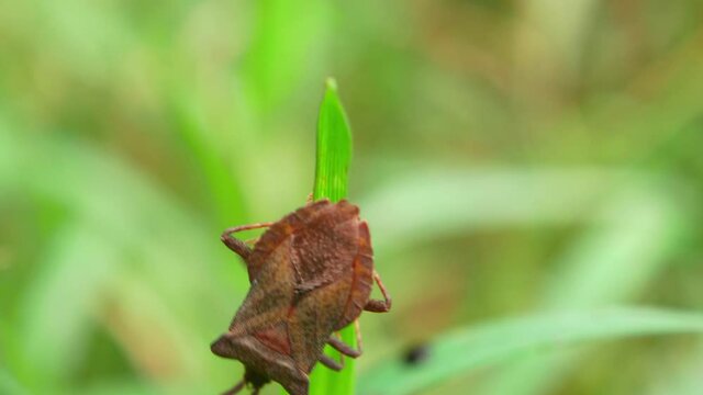 Halyomorpha halys beetle on a plant leaf. Insects. Field plants and flowers. Video. The natural world. Journey. Beetle Pest.