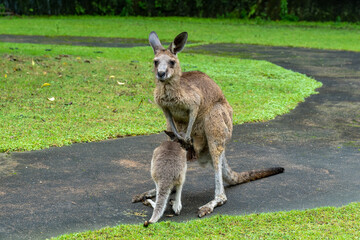 カンガルーの親子