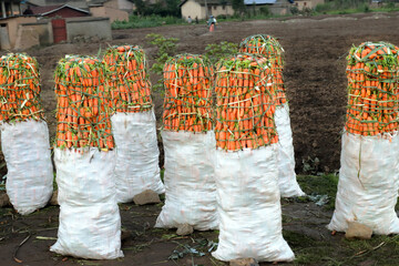 Carrot harvest along the road waiting for transportation to Kigali, Rwanda