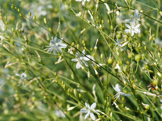 (Anthericum ramosum) Fleurs blanches étoilées de Phalangère ramifiée ou anthéricum rameux