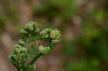 Young green shoots of ferns (Polypodiophyta). Forest glade. Plants in nature. Spring season. New life. Green curls. Close up. Blurred background