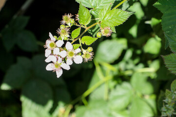 The pink white flowers of a blackberry, Rubus fruticosus, surrounded by green buds and bright green leaves in early summer. The bramble bush has long, thorny and arching stems the can grow to 2 meters