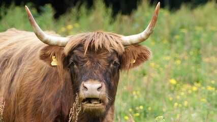 Highland cow with horns
