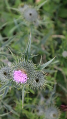 Pink Scottoish Thistle in bloom.