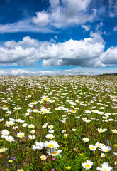 Field of daisies in sunlight, wild flowers in summer