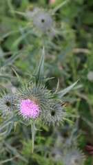 Pink Scottoish Thistle in bloom.