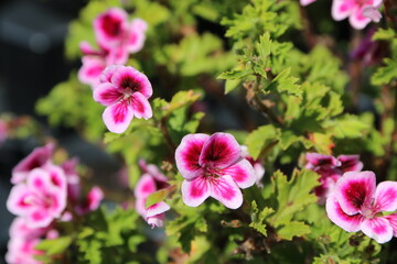 fondo natural con flores de colores vivos